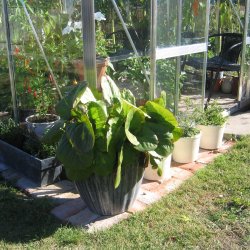 Stenbrk, <br>Kmpe- <br><i>Bergenia cordifolia </i>