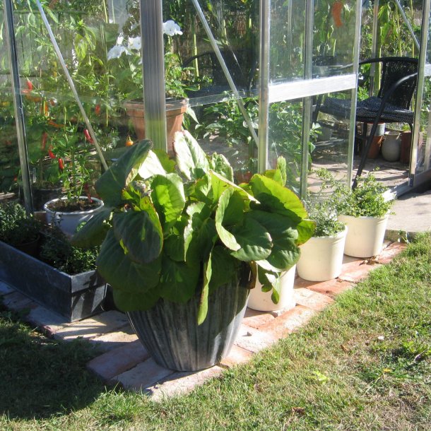 Stenbrk, <br>Kmpe- <br><i>Bergenia cordifolia </i>