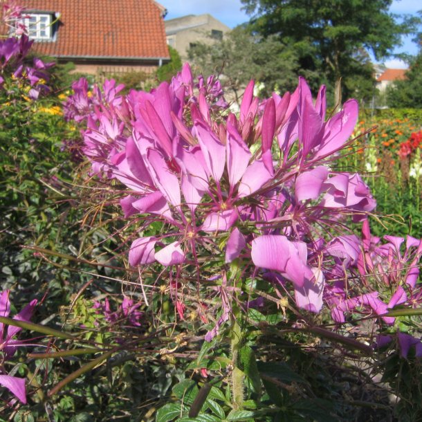 Edderkoppeplante 'Queen Violet'<br><i>Cleome spinosa</i>