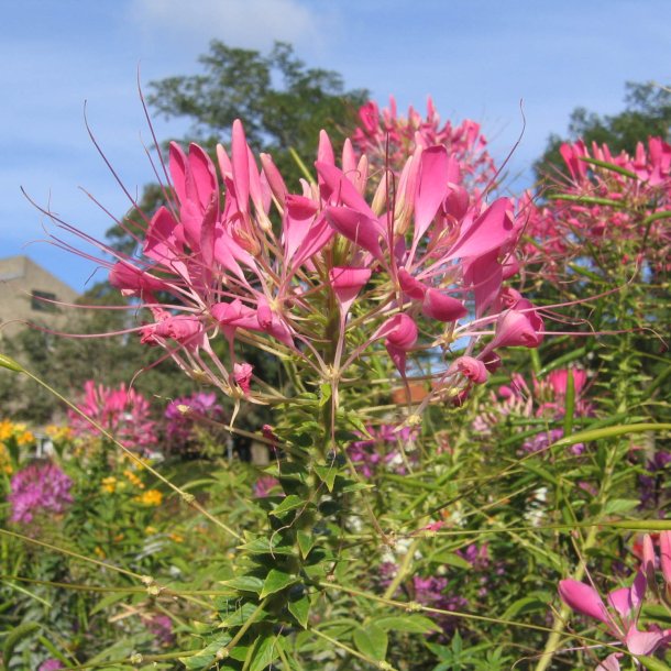 Edderkoppeplante 'Queen Cherry'<br><i>Cleome spinosa</i>