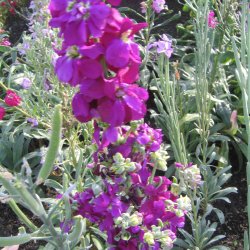 Levkj <br>'Excelsior Mammoth Mix' <br><i>Matthiola  incana</i>