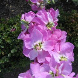 Levkj <br>'Excelsior Mammoth Mix' <br><i>Matthiola  incana</i>