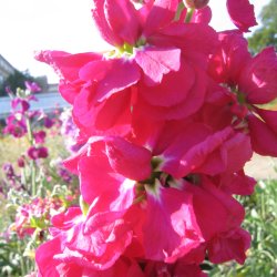 Levkj <br>'Excelsior Mammoth Mix' <br><i>Matthiola  incana</i>