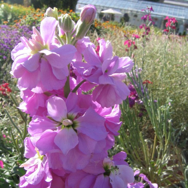 Levkj <br>'Excelsior Mammoth Mix' <br><i>Matthiola  incana</i>