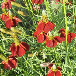 Mexikansk Hat <br>'Red Midget' <br><i>Ratibida columnifera var. pulcherrima</i>