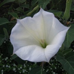 Pigble <br><i>Datura stramonium </i>