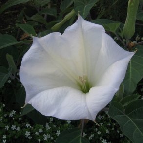 Pigble <br><i>Datura stramonium </i>