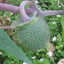 Pigble <br><i>Datura stramonium </i>
