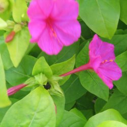 Vidunderblomst, <br>pink <br><i>Mirabilis jalapa </i>