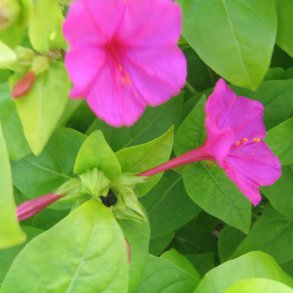 Vidunderblomst, <br>pink <br><i>Mirabilis jalapa </i>