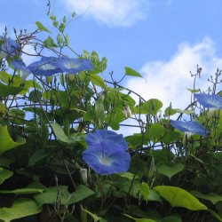 Pragtsnerle <br>'Heavenly Blue'<br><i>Ipomoea tricolor </i>
