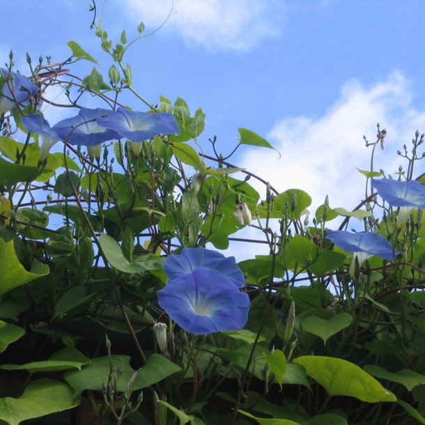 Pragtsnerle <br>'Heavenly Blue'<br><i>Ipomoea tricolor </i>