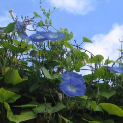 Klatreplanter <br>'Mix' <br><i>Storkb</i>