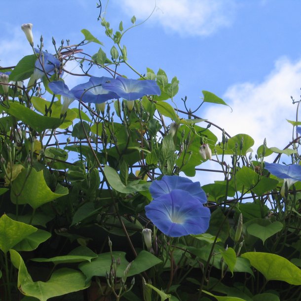 Klatreplanter <br>'Mix' <br><i>Storkb</i>