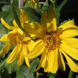 Sklplante <br><i>Silphium perfoliatum </i><br><br>