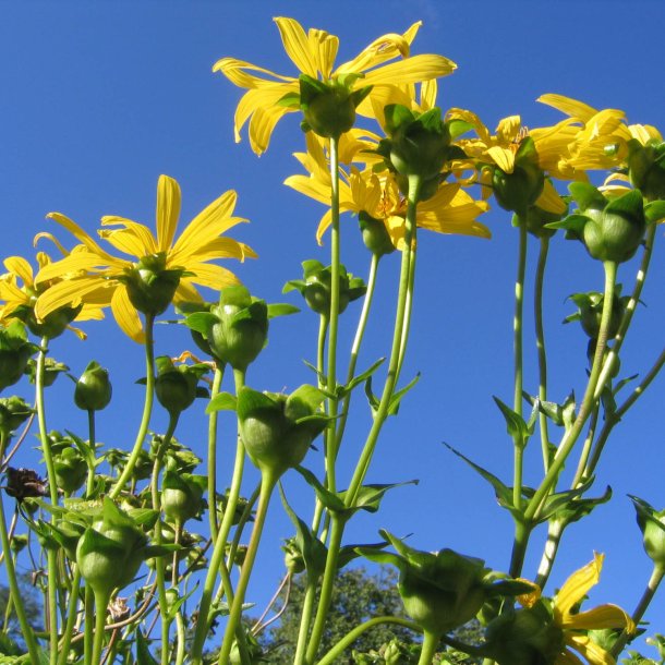 Sklplante <br><i>Silphium perfoliatum </i><br><br>