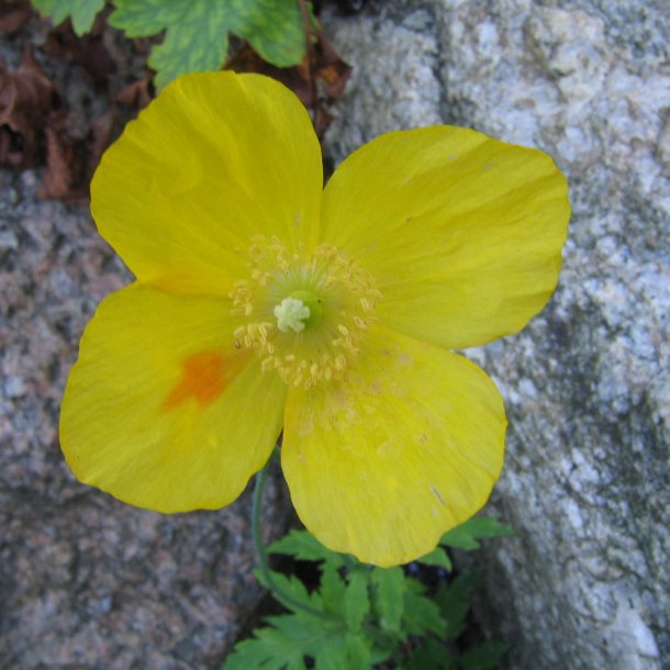 Valmue, Skov-, <br>Valmuesster <br><i>Meconopsis cambrica</i>