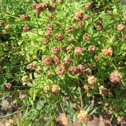 Bibernelle <br><i>Sanguisorba minor</i><br><br>