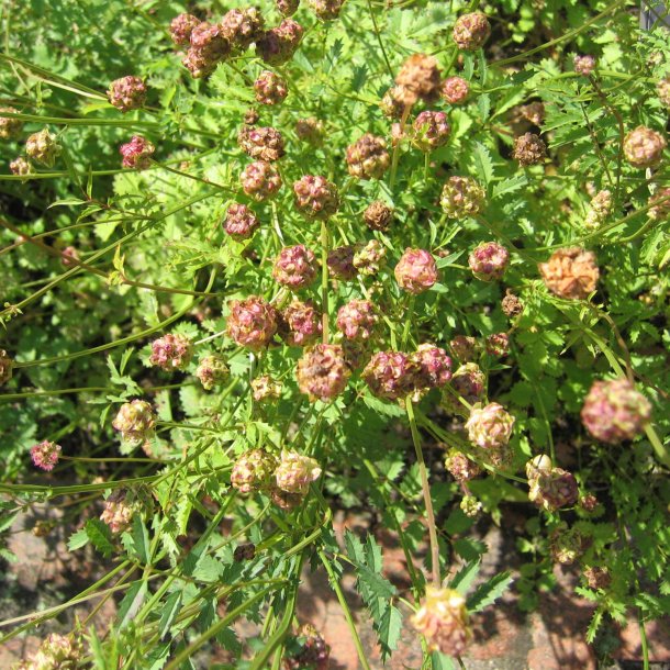 Bibernelle <br><i>Sanguisorba minor</i><br><br>