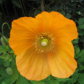 Valmue, Skov-, <br>Valmuesster <br><i>Meconopsis cambrica</i>