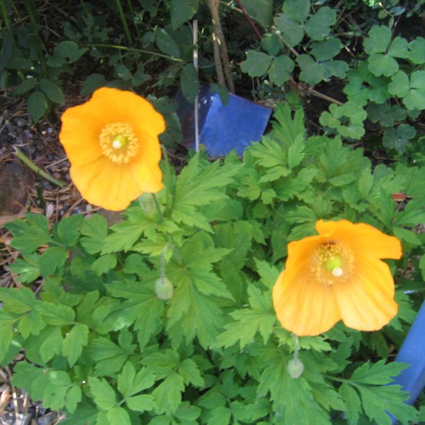 Valmue, Skov-, <br>Valmuesster <br><i>Meconopsis cambrica</i>