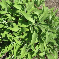 Salvie, <br>krydderurt <br><i>Salvia officinalis </i>