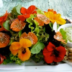 Tallerkensmkker <br>'Mix'<br><i>Tropaeolum majus </i>