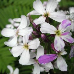 Natviol, <br>Velduftende aftenstjerne <br>'Mix' - <br><i>Hesperis matronalis </i>