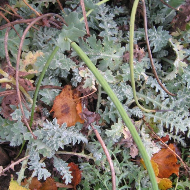 Hornskulpe, Strand-, <br>gul <br><i>Glaucium flavum </i>