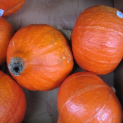 Grskar, Hokkaido- <br>'Uchiki kuri' <br><i>Cucurbita maxima</i>