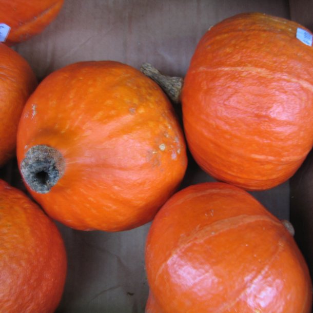 Grskar, Hokkaido- <br>'Uchiki kuri' <br><i>Cucurbita maxima</i>