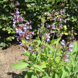 Salvie, <br>krydderurt <br><i>Salvia officinalis </i>