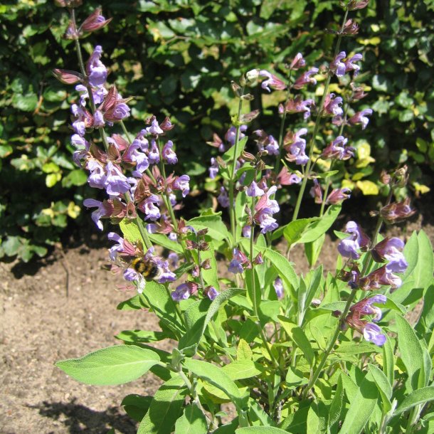 Salvie, <br>krydderurt <br><i>Salvia officinalis </i>