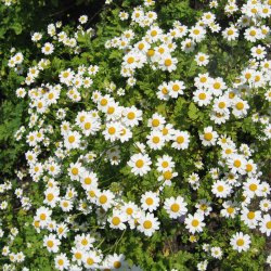Matrem <br><i>Tanacetum parthenium </i><br><br>