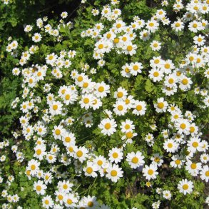 Matrem <br><i>Tanacetum parthenium </i><br><br>