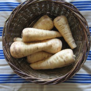 Pastinak <br>'White Gem' <br><i>Pastinaca sativa </i>