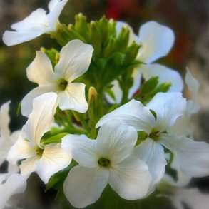 Judaspenge <br>'Sissinghurst White' <br><i>Lunaria annua</i>