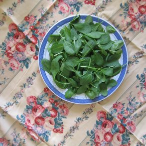 Spinat <br>'Racoon' <br><i>Spinacia oleracea</i>