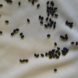 Vidunderblomst, <br>gul <br><i>Mirabilis jalapa</i>