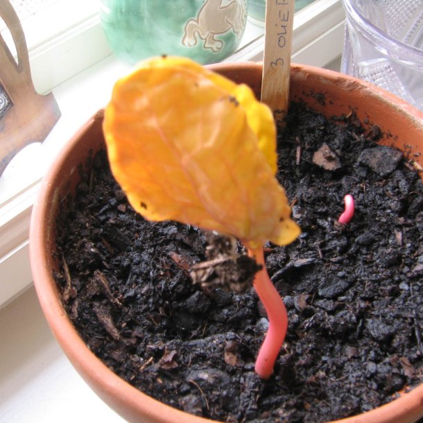 Olieplante <br>'Gibsonii'<br><i>Ricinus communis</i>