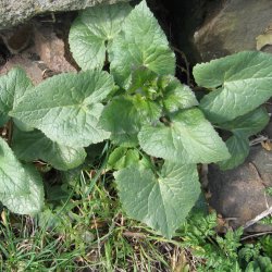 Judaspenge, <br>lyslilla <br><i>Lunaria annua</i>