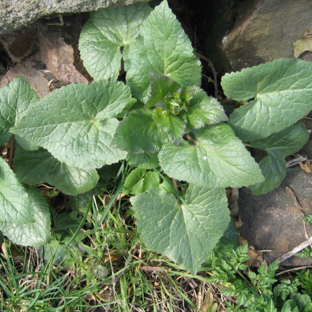 Judaspenge, <br>lyslilla <br><i>Lunaria annua</i>