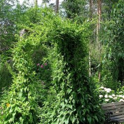 Spinatranke, <br>Kaukasisk spinat <br><i>Hablitzia tamnoides</i>