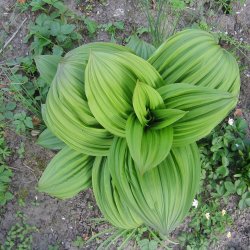 Foldblad <br>'Nigrum' <br><i>Veratrum nigrum </i>