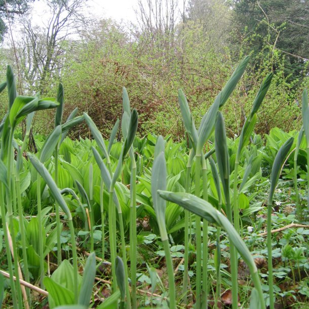 Storkonval <br><i>Polygonatum multiflorum </i><br><br>