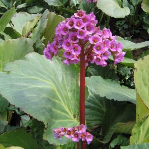 Stenbrk, <br>Kmpe- <br><i>Bergenia cordifolia </i>