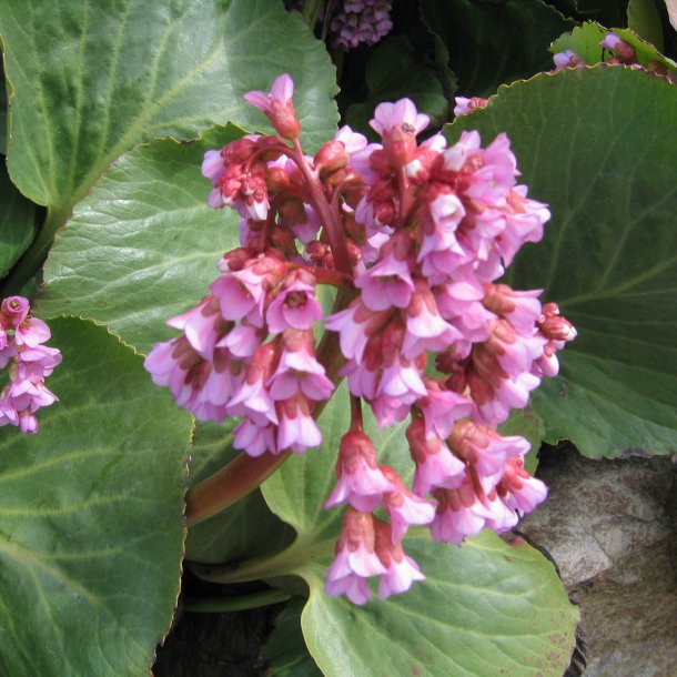Stenbrk, <br>Kmpe- <br><i>Bergenia cordifolia </i>