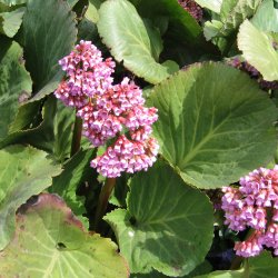 Stenbrk, <br>Kmpe- <br><i>Bergenia cordifolia </i>