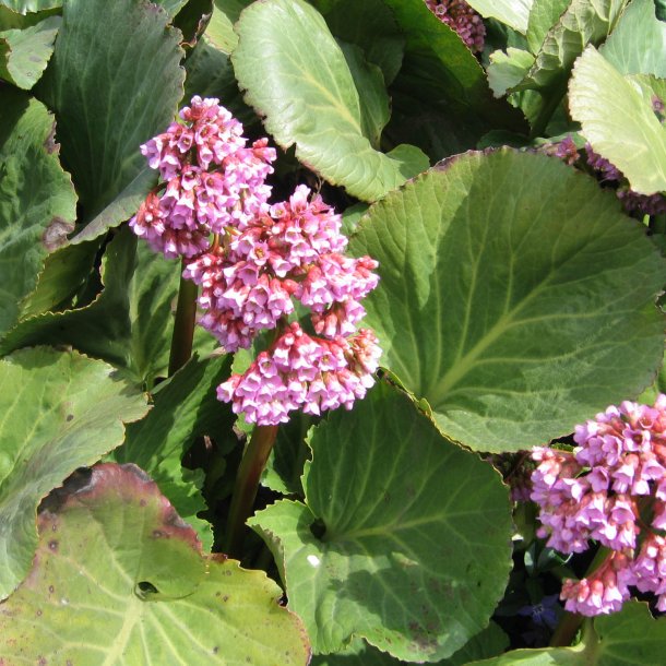 Stenbrk, <br>Kmpe- <br><i>Bergenia cordifolia </i>