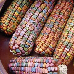 Majs, Indianer- <br>'Ice Lady'<br><i>Zea mays</i>